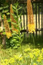 Garten 2 07 2013 003.webp