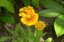 Garten 2 07 2013 004.webp