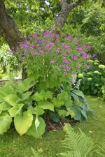Garten 2 07 2013 005.webp