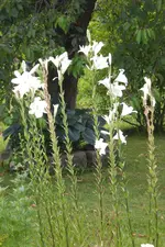 Garten 2 07 2013 007.webp