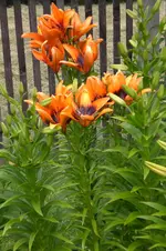 Garten 2 07 2013 009.webp