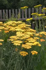 Garten 2 07 2013 010.webp
