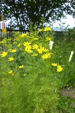 Garten 2 07 2013 011.webp
