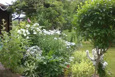Garten 2 07 2013 012.webp