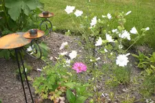 Garten 2 07 2013 013.webp