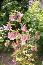 Garten 2 07 2013 014.webp