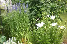 Garten 2 07 2013 018.webp