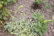 Garten 2 07 2013 019.webp