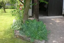 Garten 2 07 2013 020.webp