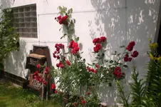 Garten 2 07 2013 021.webp