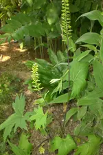 Garten 2 07 2013 022.webp