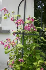 Garten 2 07 2013 023.webp