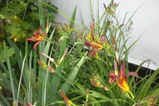 Garten 2 07 2013 024.webp