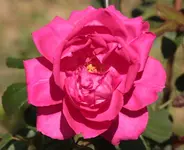 Pink cloud.webp