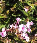 DSC03925 - 2013-07-09 - phlox rosa-rot.JPG