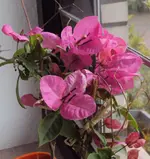 DSC03722 - 2013-05-12 - bougi.webp