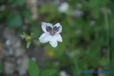 Getüpfelter Reiherschnabel  Erodium Guttatum.webp