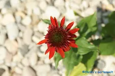 E.eccentric.webp