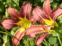 Garten 003.webp