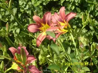 Garten 012.webp