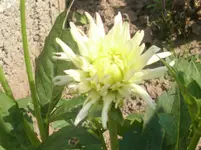 Garten 001.webp