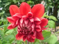 Garten 004.webp