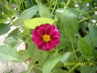 Garten 010.webp