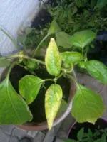 chili.webp