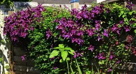 Polish Spirit in voller Blüte jetzt_1024.webp