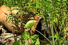 das Wasser aus dem EM_Injektor_1024.webp