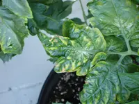 DSC01305.webp