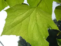 10072013278.webp