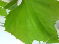 10072013274.webp