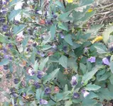 nicandra Giftbeere.webp