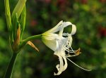 erste Blüten an der Nerine3_1024.JPG