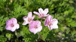 DSCN5071.webp