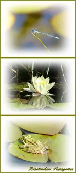 Teichkombi (2).webp