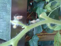 DSC00193.webp