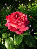 GräfinDiana.webp
