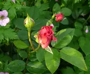 Zaideknospe.webp