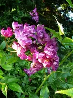 PerenialBlue.webp