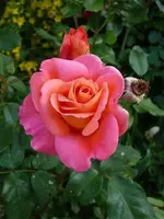 FreisingerMorgenröte_frisch.webp