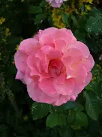 FreisiningerMorgenröte_älter.webp