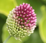 Allium 130710.jpg