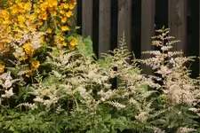 Astilbe_Gelbfelberich.webp