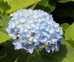 Hortensie 130710.jpg