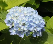 Hortensie 130710.webp