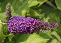 Schmetterlingsflieder 130710.webp