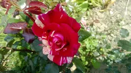 WP_20130705_001.webp