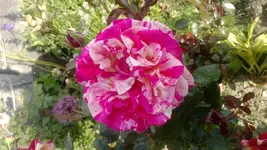 WP_20130705_002.webp